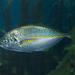 Silver Trevally - Photo (c) daan_hoffmann, all rights reserved, uploaded by daan_hoffmann