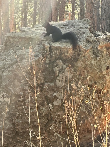 Abert's Squirrel observed by cheryl11