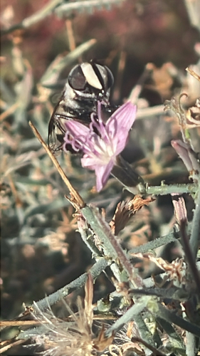 Unknown species found near Organ Pipe Cactus National Monument, Pima County, US-AZ, US