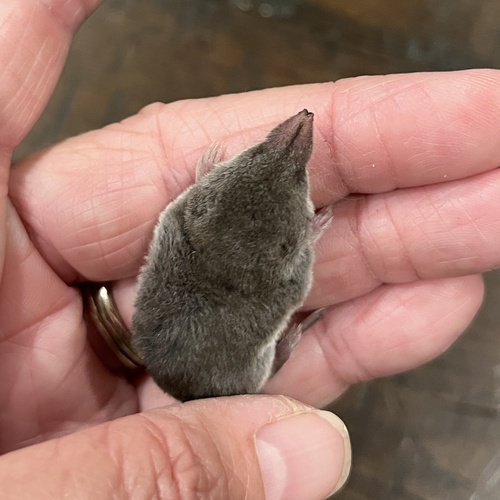 North American Least Shrew observed by jdsmartin