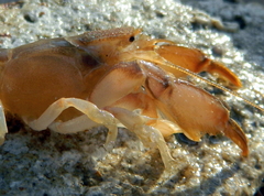 Image of Upogebia pusilla