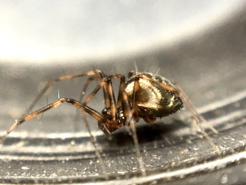 Lepthyphantes