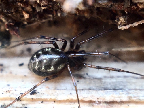 Lepthyphantes