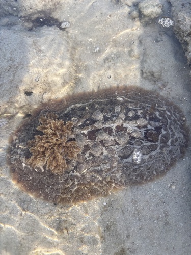 Asteronotus cespitosus
