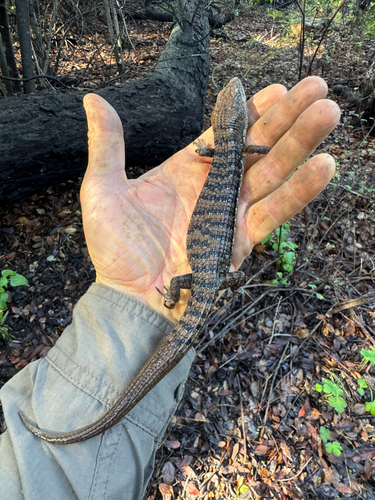 iNaturalist observation photo of San Diego Alligator Lizard