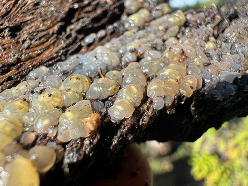 iNaturalist observation photo of Crystal Brain Fungus