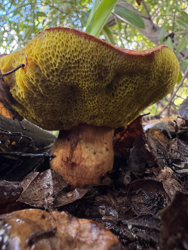 iNaturalist observation photo of viscid bolete