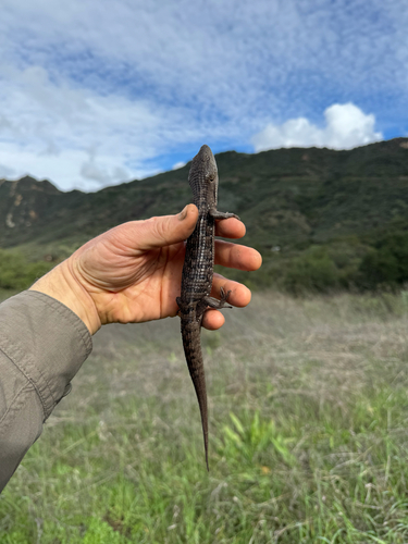 iNaturalist observation photo of San Diego Alligator Lizard