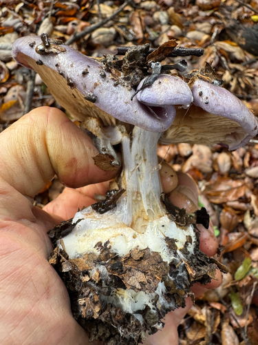 iNaturalist observation photo of Common Gilled Mushrooms and Allies