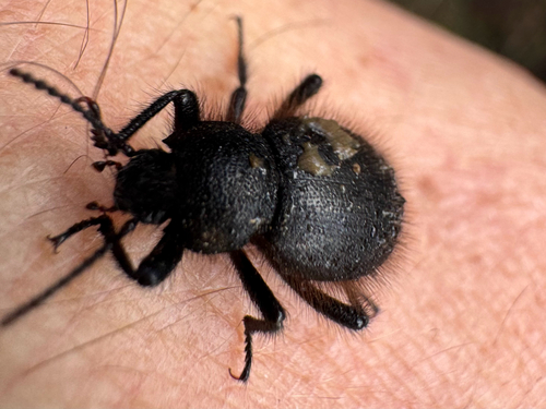 iNaturalist observation photo of Woolly Darkling Beetle