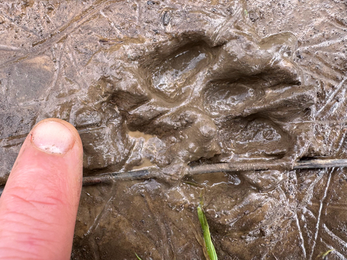 iNaturalist observation photo of Canids