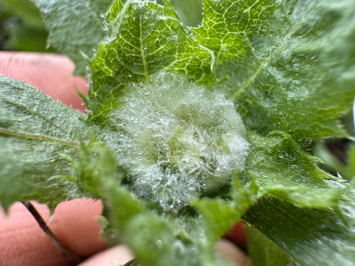 iNaturalist observation photo of Rhopalomyia