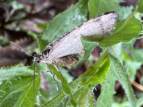 iNaturalist observation photo of Carpet Moths