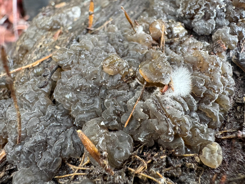 iNaturalist observation photo of Crystal Brain Fungus