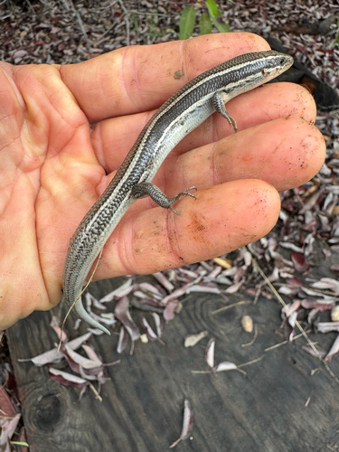 iNaturalist observation photo of Skilton's Skink