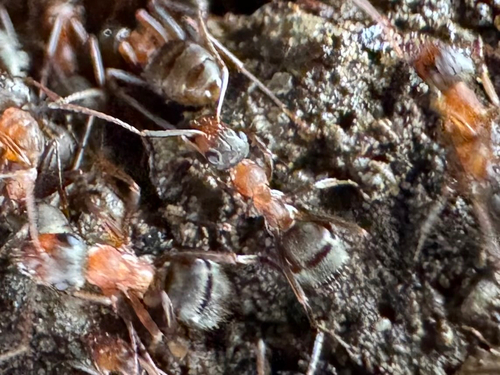 iNaturalist observation photo of Formica moki