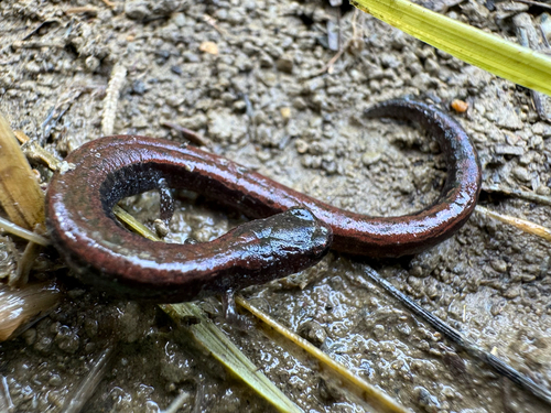 iNaturalist observation photo of Black-bellied Slender Salamander