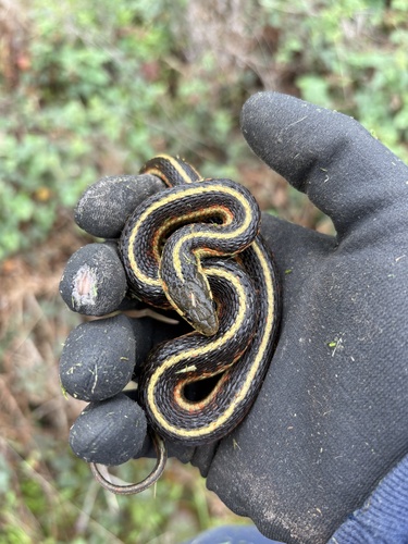 Western Terrestrial Garter Snake observed by cmefford