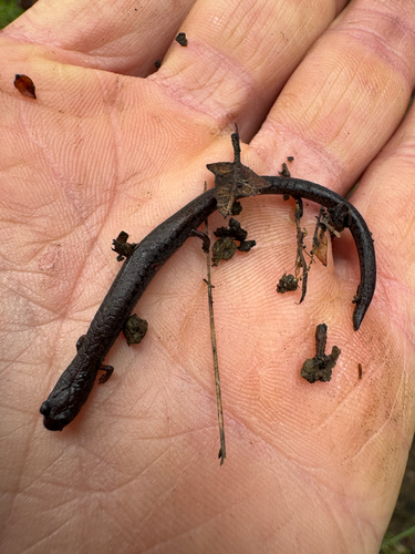 iNaturalist observation photo of Black-bellied Slender Salamander