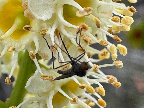 iNaturalist observation photo of Dance Flies, Long-legged Flies, and Allies