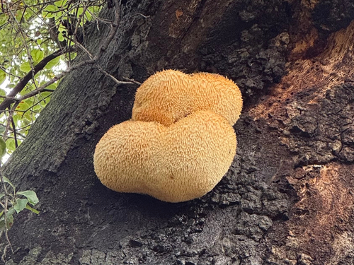 iNaturalist observation photo of lion's-mane mushroom