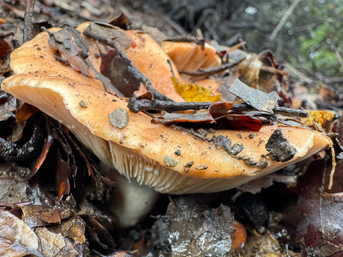 iNaturalist observation photo of golden milkcap