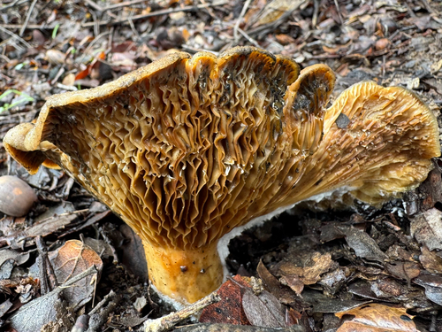 iNaturalist observation photo of golden milkcap