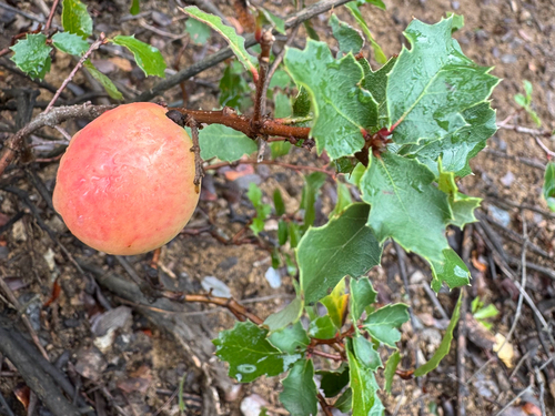 iNaturalist observation photo of California Gall Wasp