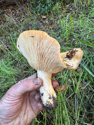 iNaturalist observation photo of golden milkcap