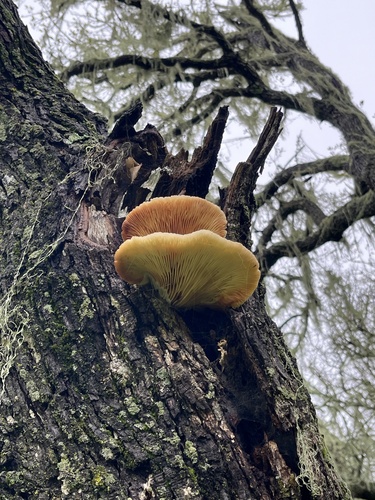 iNaturalist observation photo of Common Gilled Mushrooms and Allies