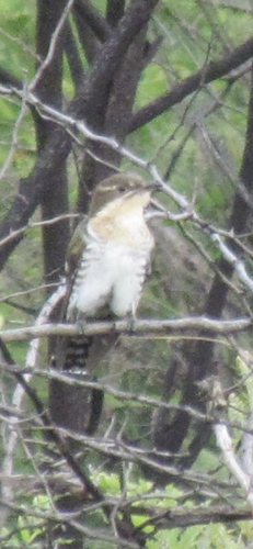 Diederik Cuckoo
