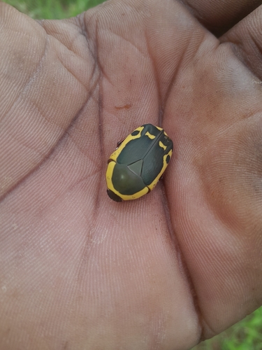 False Garden Fruit Chafer