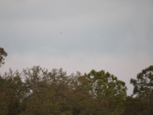 Lesser Nighthawk observed by kylethealligator