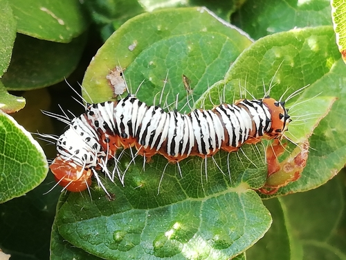 Specious Tiger