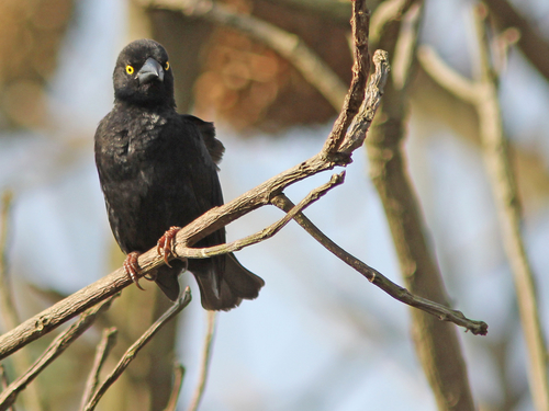 Vieillot's Black Weaver