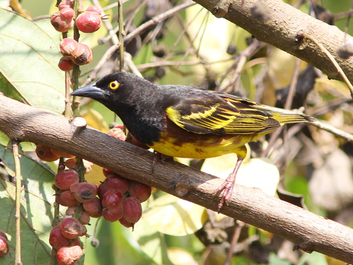 Weyns's Weaver