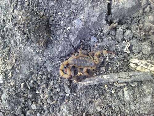 Centruroides tecomanus