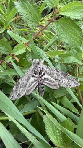 Convolvulus Hawkmoth