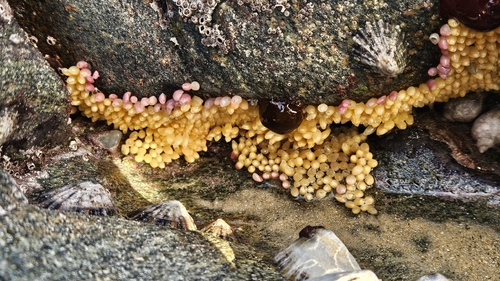 Nucella lapillus