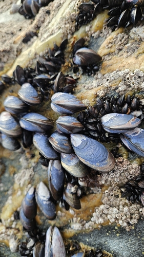 Mytilus edulis
