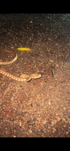 Brown Tree Snake