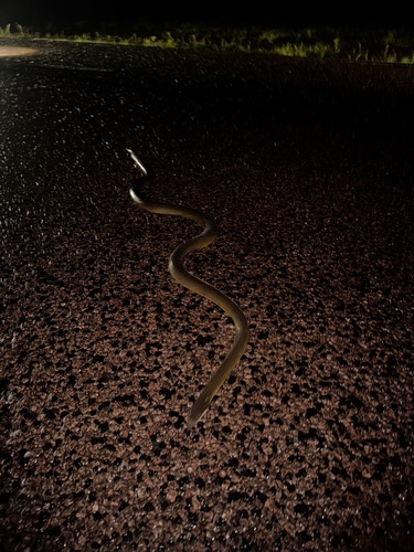 Water Python