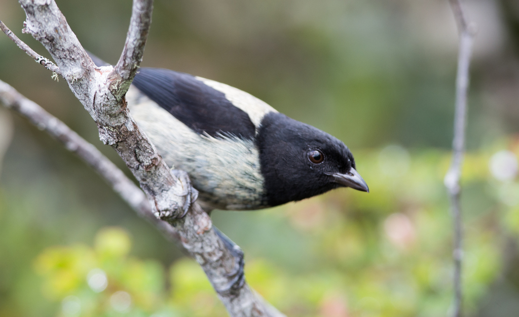 Black-hooded Tanager (Stilpnia whitelyi) photo