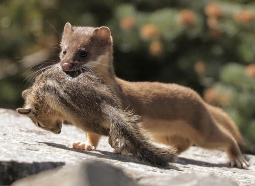 Cascade Golden-mantled Ground Squirrel observed by herptracker