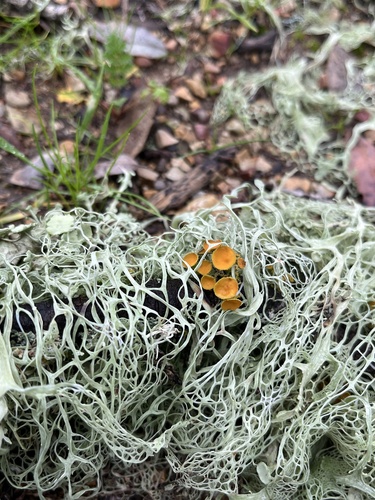 iNaturalist observation photo of Shield Lichens, Sunburst Lichens, Rosette Lichens, and Allies