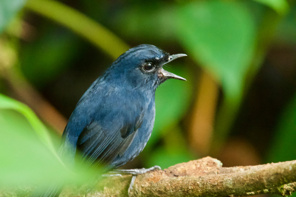 Bornean Shortwing photo