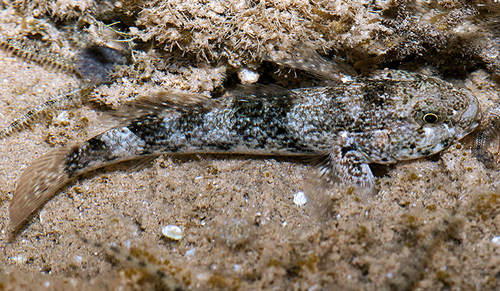 Cyclops Frillgoby — seen at this dive site