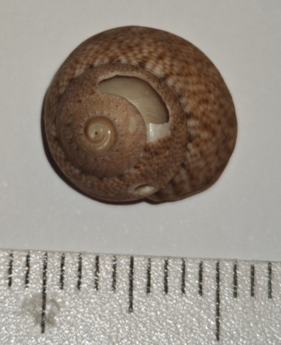Steromphala varia