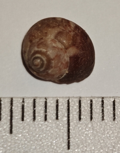Steromphala nebulosa