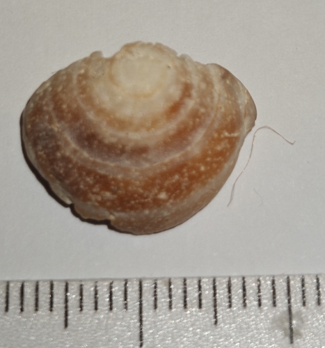 Conus ventricosus